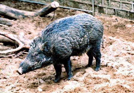 Giant Feral Boar Eats From Dumpster Outside School