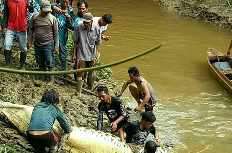 Human Limbs Found Inside Belly of Indonesia Croc: Police