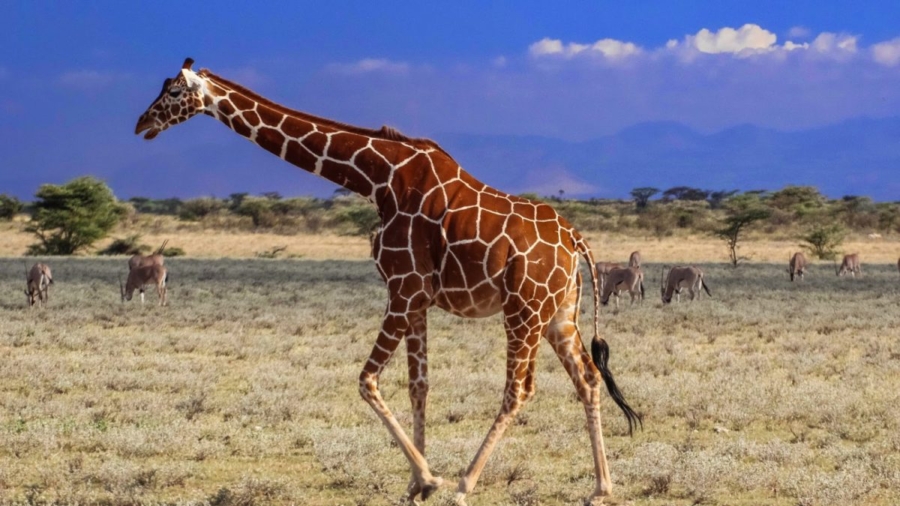 American Hunter in Viral Photo of Slain Giraffe Is ‘Proud to Hunt’