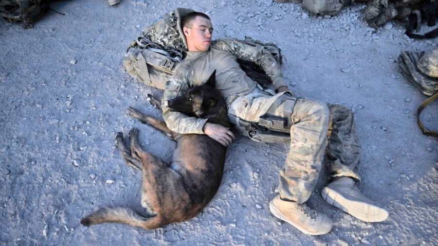 Army Dogs Mishandled After Coming Home From Afghanistan, Pentagon Report Says