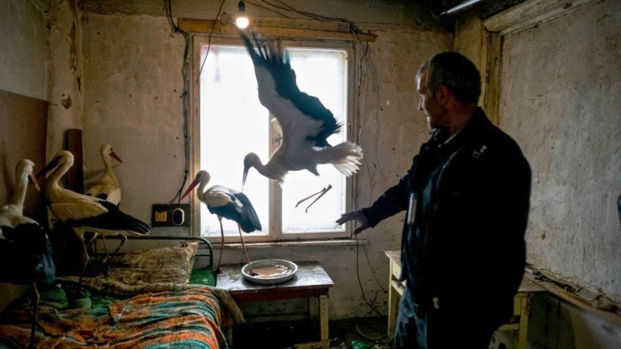 Ordinary Bulgarians Taking Frozen Storks Into Their Homes During Cold Snap