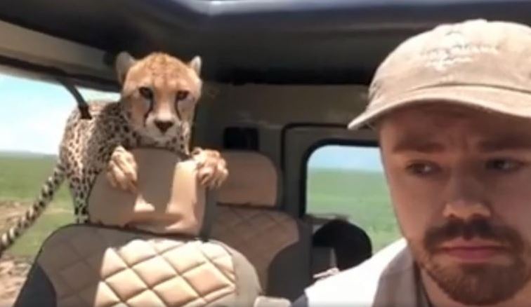 Video Captures Cheetah Jumping Into Car on Safari Trip in Africa