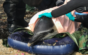 Dolphin Released Back Into the Sea After Getting Stranded