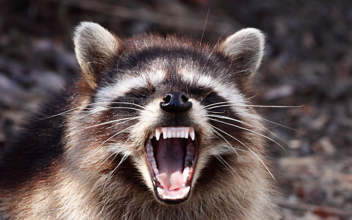 New Disease in North Carolina Raccoons Can Spread to Dogs, Other Mammals