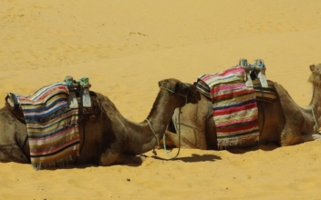 New Case of Camel Flu Reported in Saudi Arabia