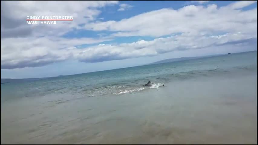 Stock photo of a shark hunting along Hawaii Shoreline. (Screenshot)