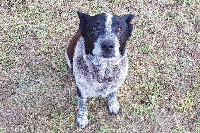 Rise in Dognapping Using Social Media