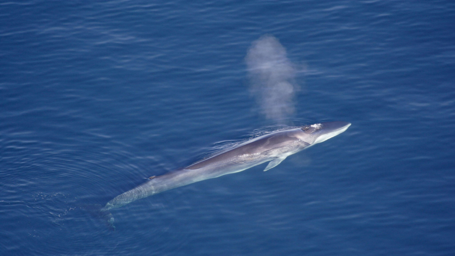 Iceland Resumes Fin Whale Hunt After Two-Year Pause