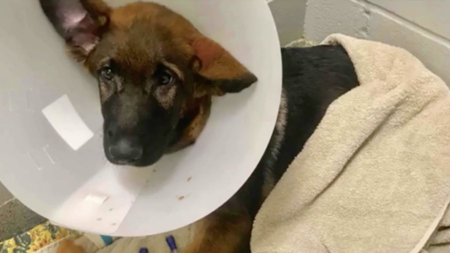 Man Allegedly Abused Puppy But What He Did Next Was Unimaginable