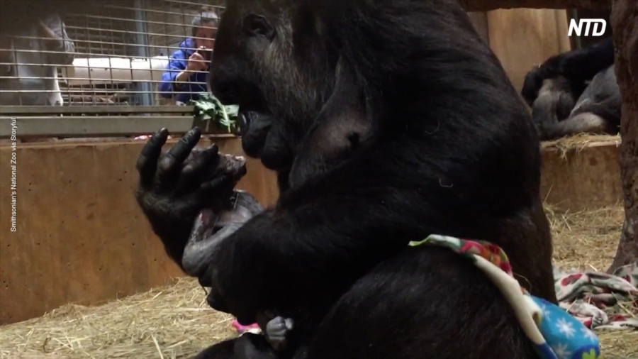 Smithsonian’s National Zoo Celebrates Birth of Gorilla