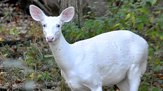 Rare Blue-Eyed White Deer Spotted in Michigan