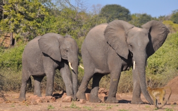 Hunter Who Killed 5,000 Elephants ‘Totally Unrepentant’