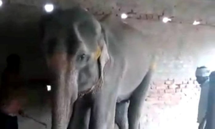 Disturbing Footage Shows Last Hours of an Elephant’s Life in Captivity in India