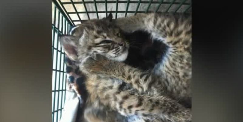 3 Hurt After Family Mistakes Kittens for Bobcat Cubs — It’s a Warning