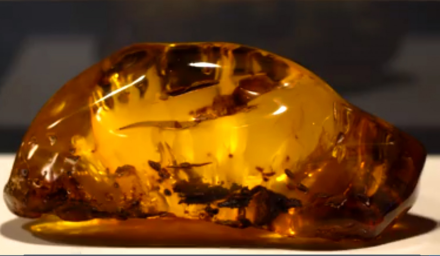 Polished amber can contain imperfections, even insects. (NTD)