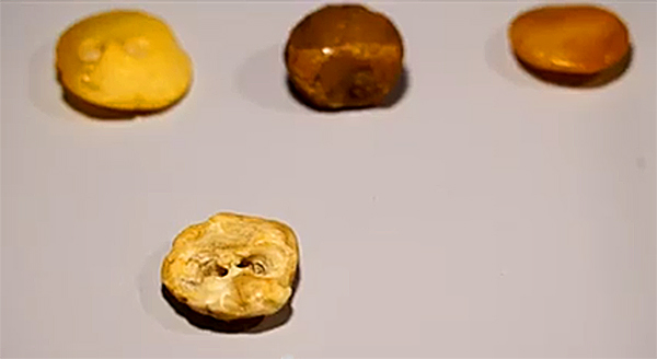 These bits of worked amber include a button which is 6,000 years old. (NTD)