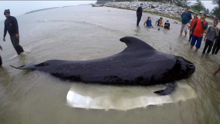 Whale Found Washed Up on Coast Has Died—What Authorities Found In Its Stomach Shocked Them
