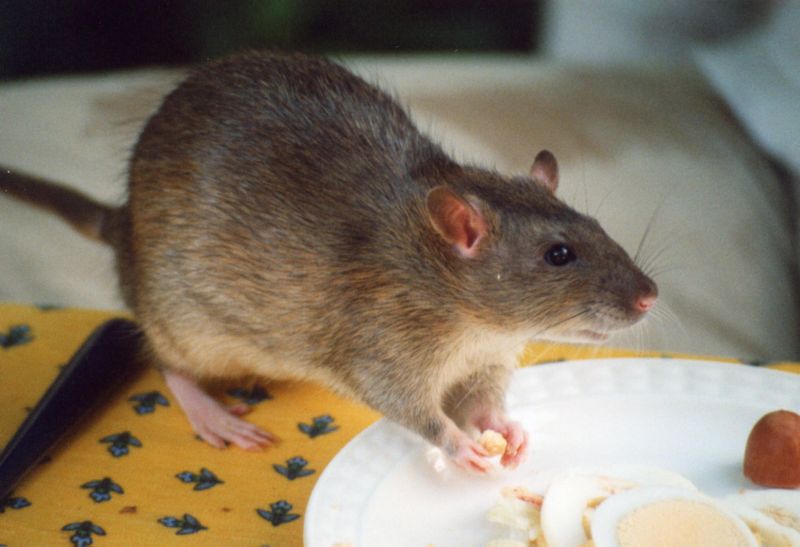 Rats will sneak into homes and eat anything humans consider edible and some things we don’t. (Joanna Servaes [CC BY-SA 3.0] via Wikimedia Commons)