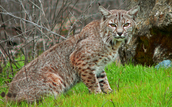 Elderly Couple in Florida Says Bobcat Attacked Them on Their Morning Walk