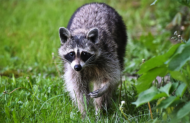 This raccoon is from Brandenburg, Germany, and is not the one involved in the shooting of Don Upton. (Patrick Pleul/AFP/Getty Images)