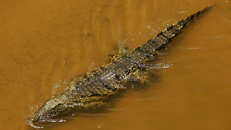 Reports: Indonesian Scientists Killed by Giant 17-Foot-Long Crocodile