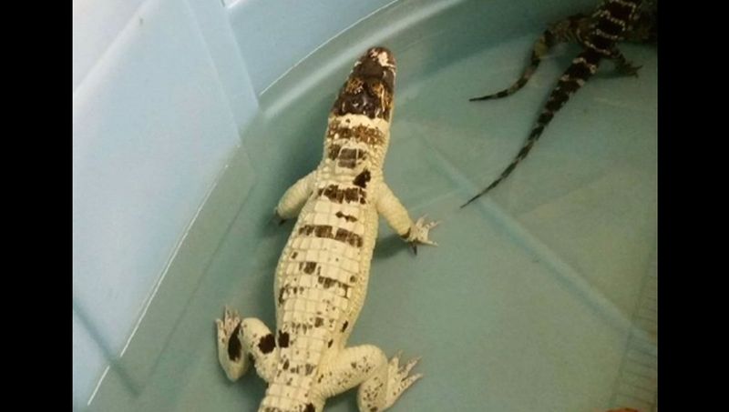 43 Reptiles Killed, Rare White Alligator Stolen in Florida: Police