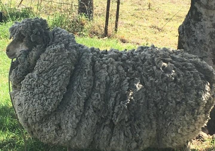 Shaggy Sheep Shorn of Massive Fleece in Australia