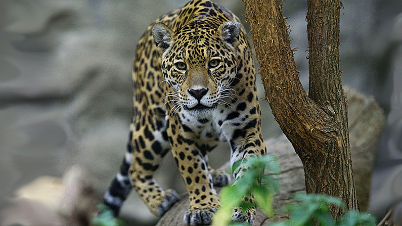 Jaguar Attacks Woman at Arizona Zoo: Reports