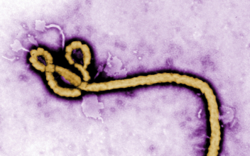 WHO ‘Deeply Concerned’ Over Ebola Outbreak, Stops Short of Declaring Emergency