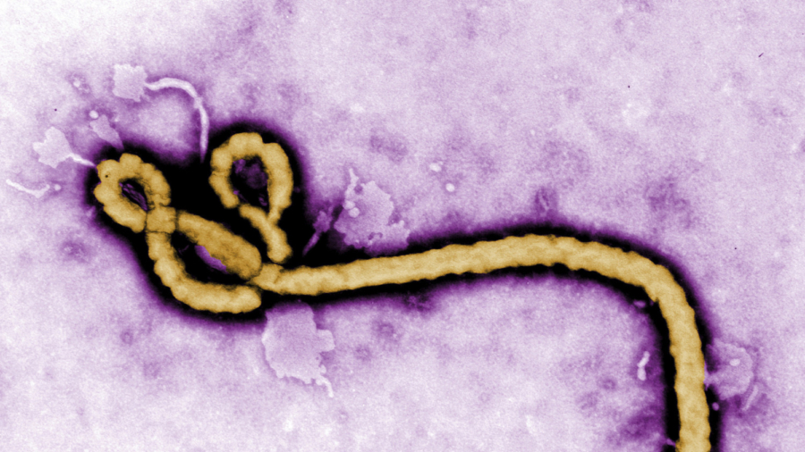 Woman May Have Spread Ebola a Year After Infection, Doctors Say