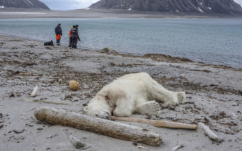 Polar Bear Killed After Attack on Arctic Cruise Ship Guard