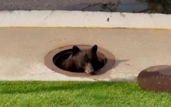 Bear Trapped in Storm Drain Gets out From Manhole in Colorado