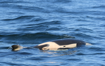 Orca Who Carried Her Dead Calf for 1,000 Miles Is Pregnant