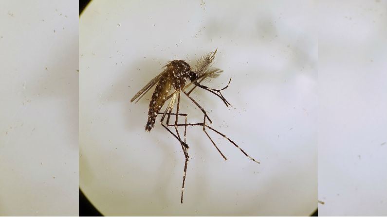 Landmark Mosquito Trial Decimates Dengue, Zika-Carrying Population