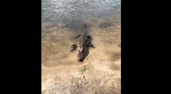 Alligator Spotted Near North Carolina Marine Barracks Has Been Fed by Humans