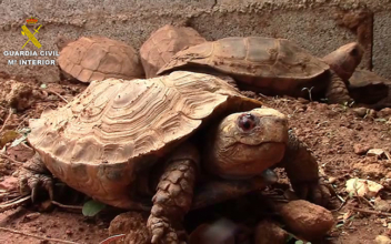 Spanish Police Shut Down ‘Biggest Illegal Turtle Farm in Europe’