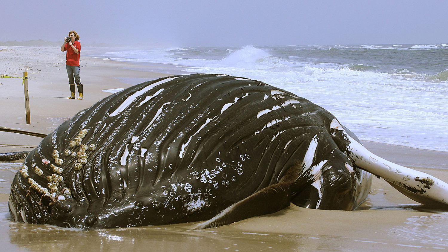 A 25-foot dead baleen humpback whale calf lies on the beach after it washed ashore near the east end of Jones Beach in Wantagh, New York, June 10, 2010. (Mario Tama/Getty Images)