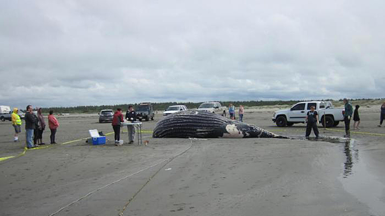 The Coast Guard photographed this dead humpback whale calf, which washed up on Ocean Shores Beach in May 2018. (USCG)