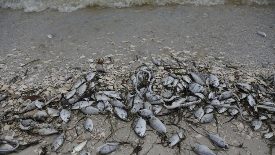Toxic ‘Red Tide’ in Florida Is Killing Wildlife and Keeping People out of Water