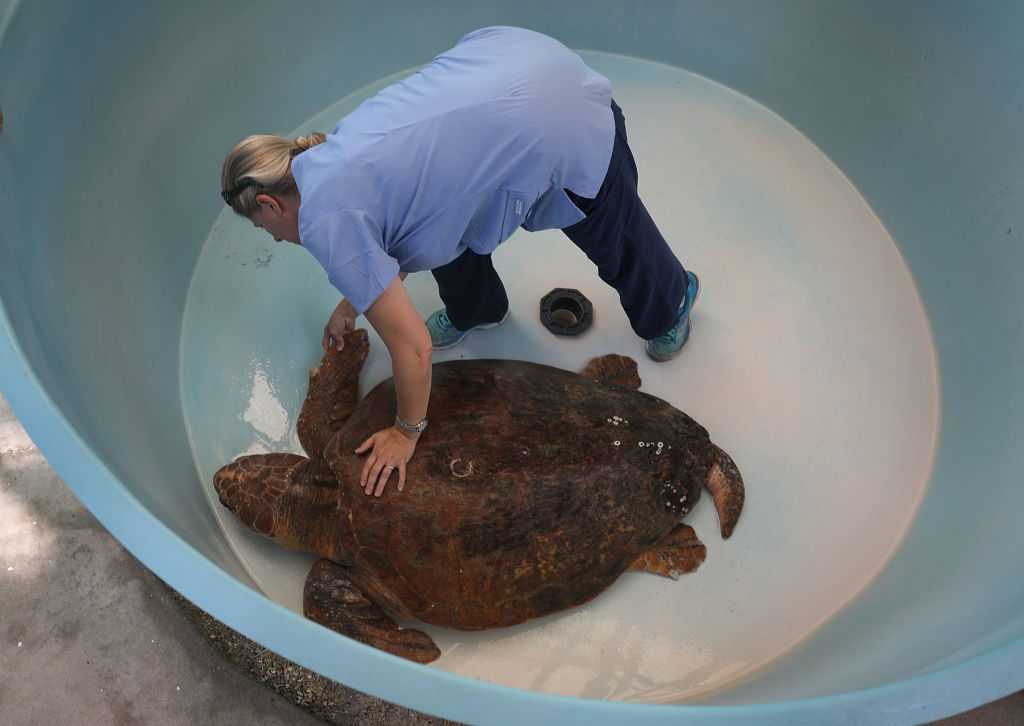 Veterinarian Dr. Heather Barron, from the Clinic for the Rehabilitation of Wildlife, cares for a loggerhead sea turtle that was found washed ashore after becoming sick in the red tide on Aug. 1, 2018, in Sanibel, Fla. (Joe Raedle/Getty Images)