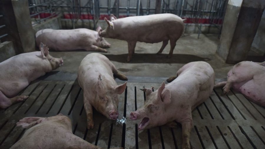 African Swine Fever Detected in South Korea as UN Warns of Spread From China to Other Countries