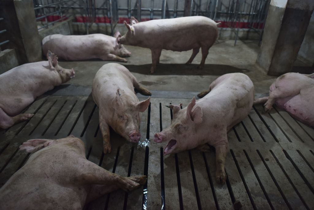 Pigs in a pen at a pig farm in Yiyang county, in China's central Henan province on Aug. 10, 2018. (Greg Baker/AFP/Getty Images)