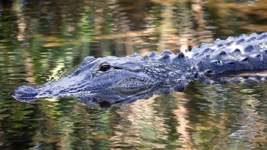 75-Year-Old Florida Man Fights Off Alligator, Saves Dog