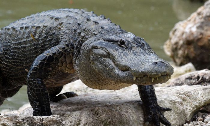Alligator Blocks Runway at Air Force Base in Florida
