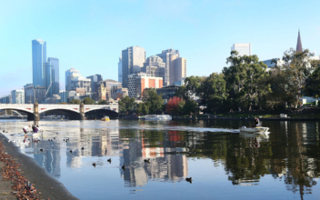 Spotted: Dolphins and Seal in Melbourne’s Yarra River