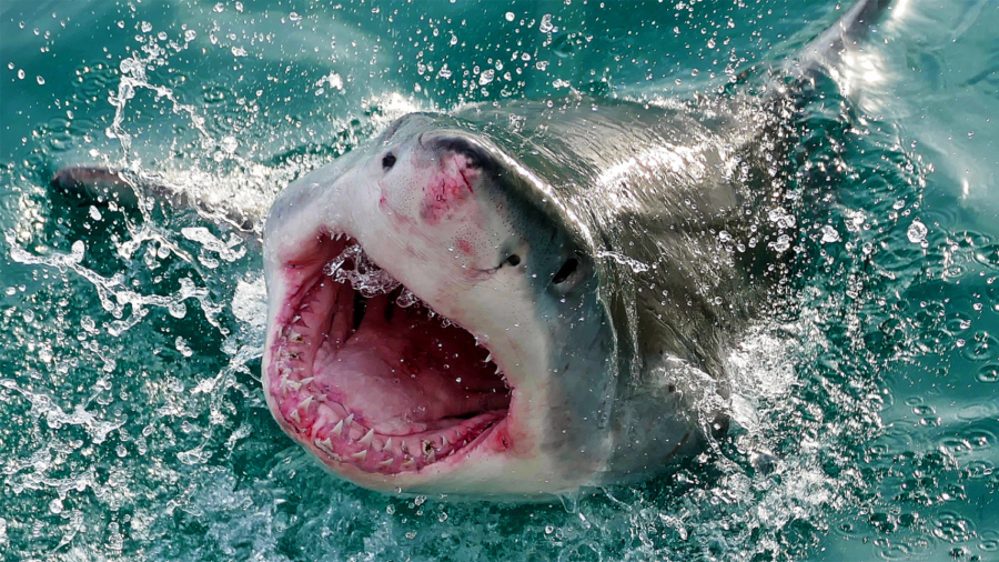 Sharks Bite 3 People in 24 Hours at the Same Florida Beach