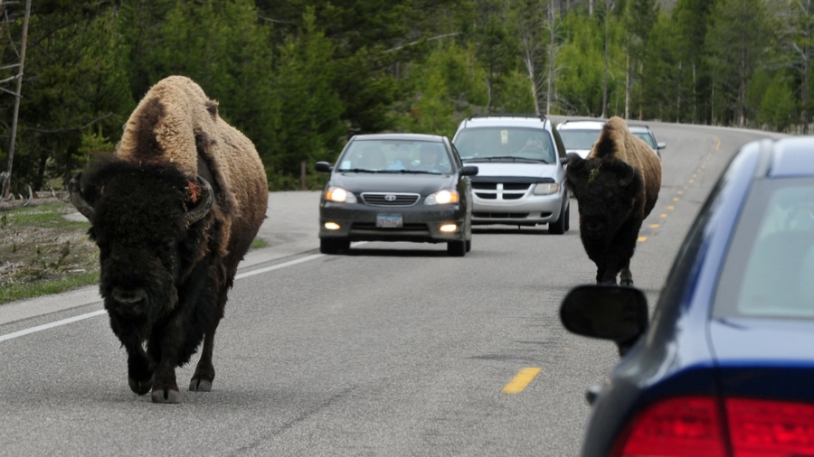 Man Arrested for Making Bison at Charge Him at Yellowstone National Park