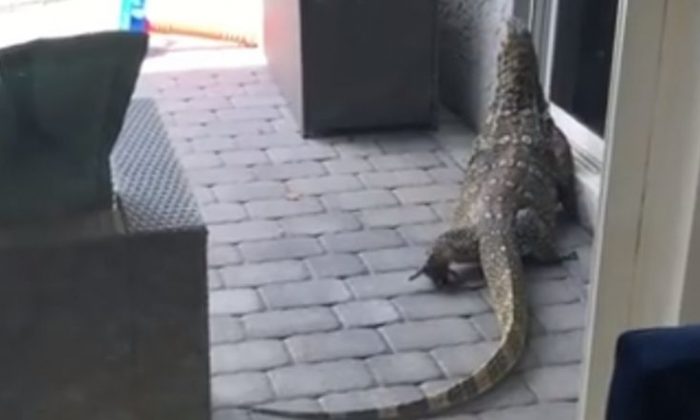 Leaping Lizards: Florida Wildlife Officials Catch Big Lizard