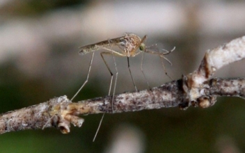 New Jersey Confirms Its Earliest Ever West Nile Virus Case