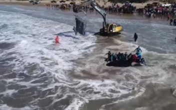 Video Shows Stranded Orca Being Returned to the Sea in Argentina